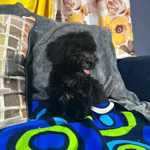Black Female Maltipoo, Blue Range
