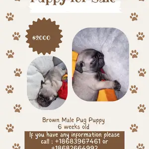 Pure bread Pugs, Chaguanas