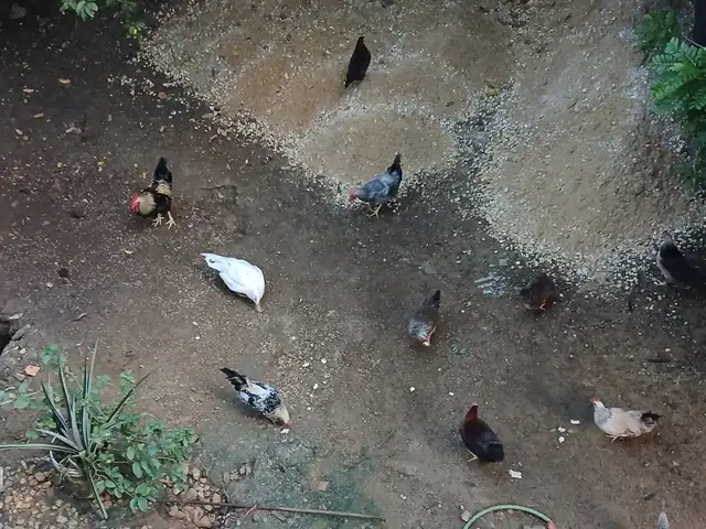 12 common fowls, Arima