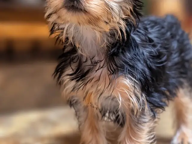 Purebred Yorkie Pups, Couva
