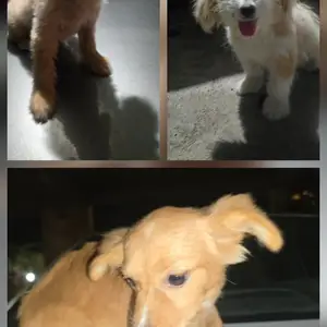 6 month old maltipoo mixed puppies, Gulf View