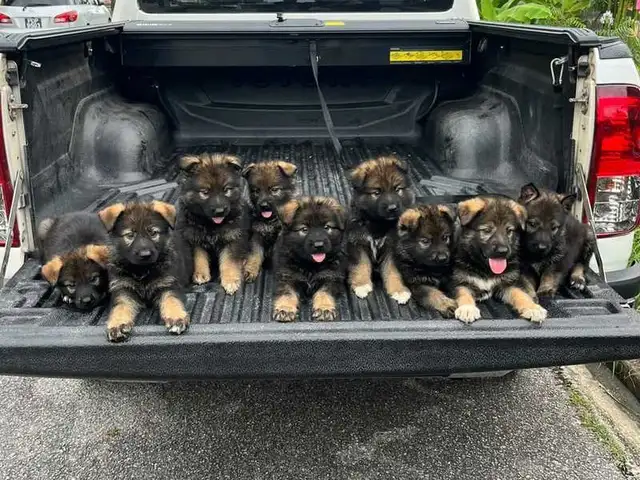 German Shepherd dogs, San Fernando