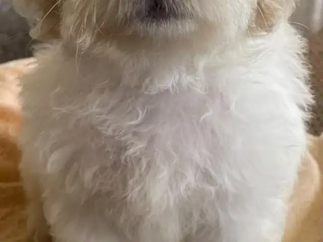 Maltipoo Puppies, Arima