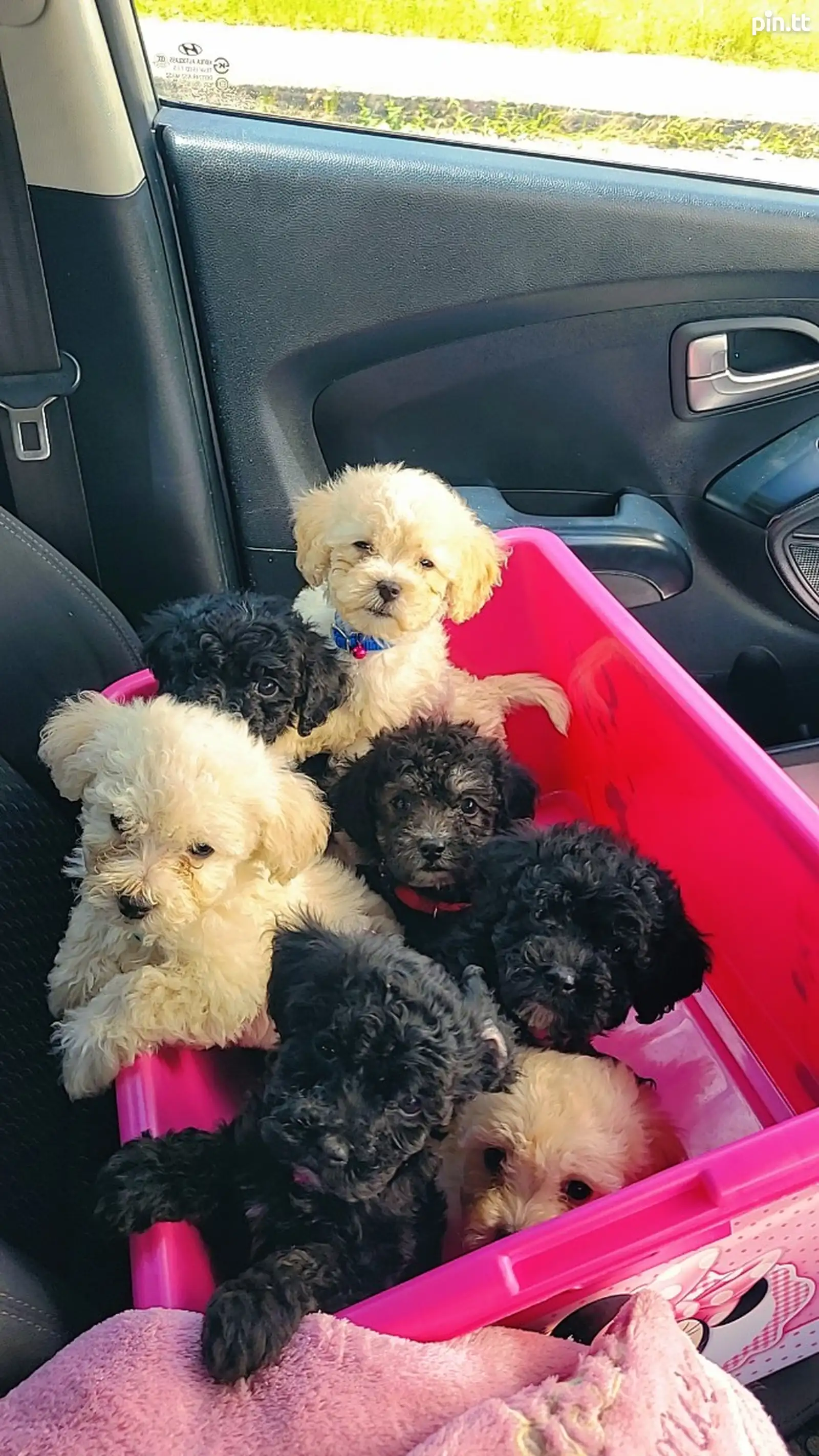 Maltipoo/ToyPoodle TT$3,000 №658766 in North East - Dogs - sell, buy ...