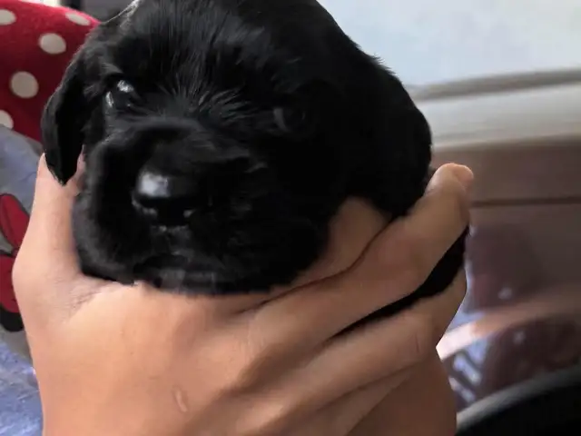 Pure and Well bred Cocker Spaniel pup, 7 week old male. Pics of parents shown, Arouca