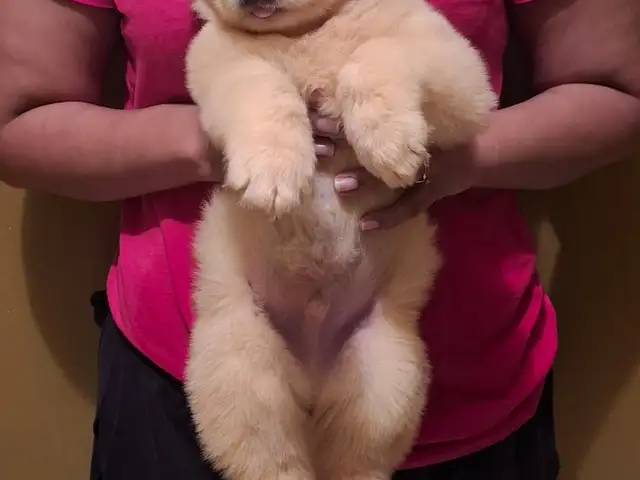 Husky Pup - White, Arima