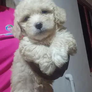 Maltipoo pups, Champs Fleurs