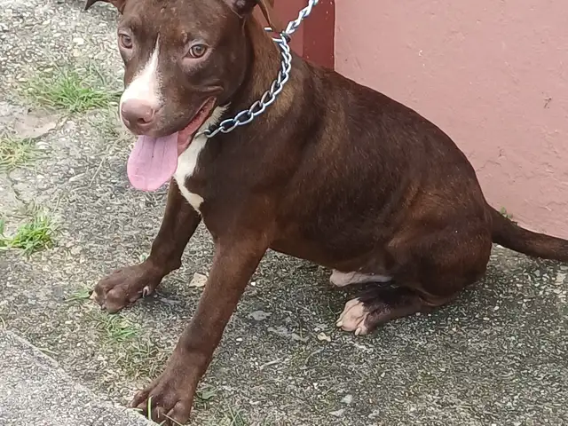 pitbull pups, Diamond Vale