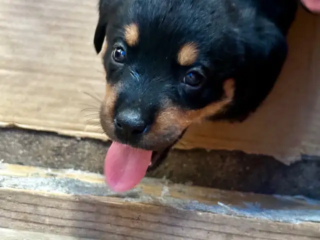 Rottweiler pure breed puppies few remaining unregistered, South Oropouche