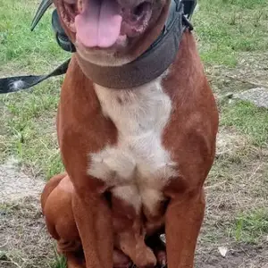 Pittbull puppies available, Arima