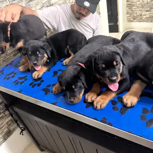 Rottweiler Puppies, Longdenville