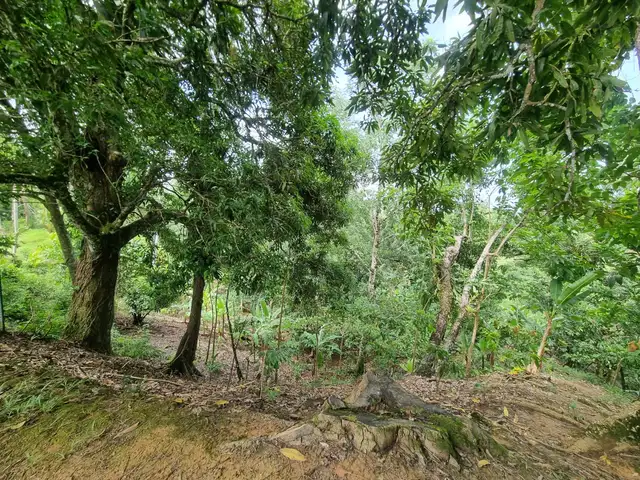 Agricultural land 696960 sq.ft, Flanagin Town