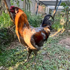 Hybrid roosters, D'abadie
