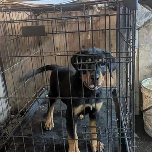 Female Rottweiler Pup, Chase Village