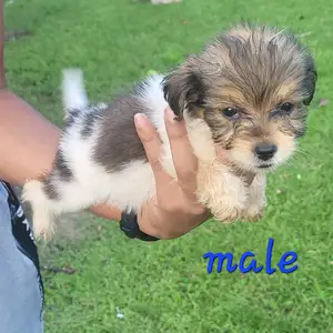 Looking forca fur-ever home, Rio Claro