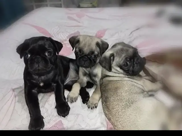 pure breed pug, Talparo
