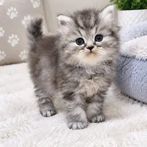 Purebred Persians, Princes Town