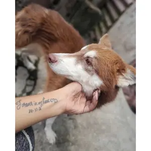 Purebreed male husky, Chaguanas