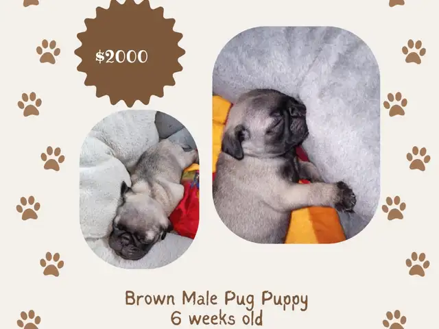 Pure bread Pugs, Chaguanas