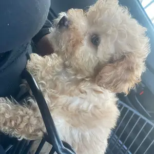 Maltipoo puppies, Gulf View