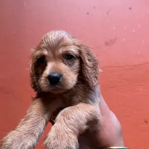 Purebred cocker spaniel puppies, Palmiste