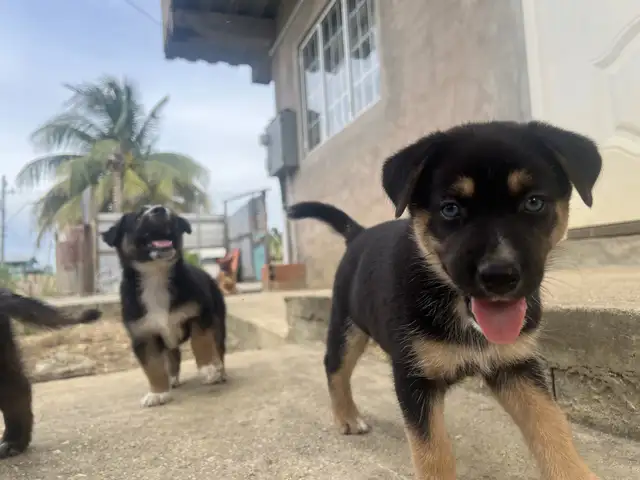 Beautiful German Shepherd husky mixed pups, looking for loving homes, Aranguez