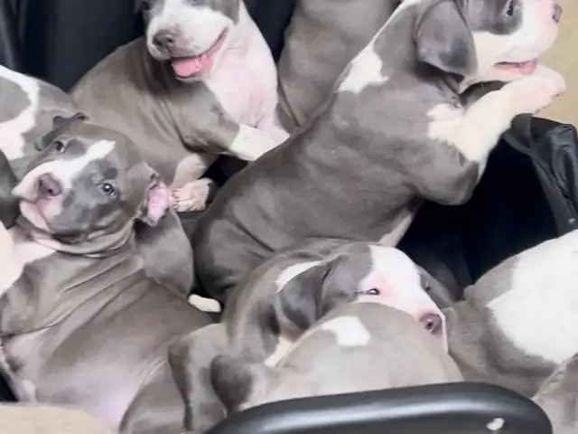 American bullies, Sangre Grande