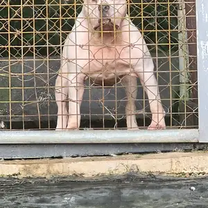 Male Xl bully plain white 10 months very friendly good with people, El Dorado