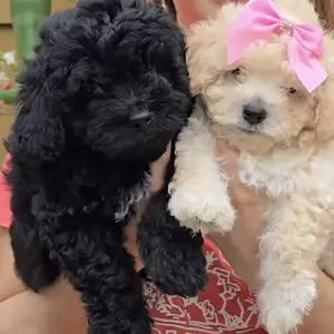Bichonpoos Puppies, Arima