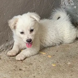 Politpoo Pompek mix, Diego Martin