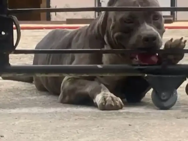 Purebred American Bullies, San Fernando