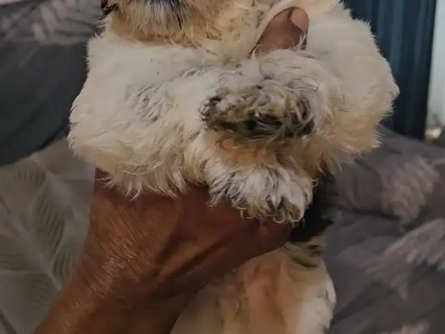 maltipoo, El Socorro