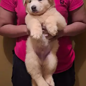 Husky Pup - White, Arima