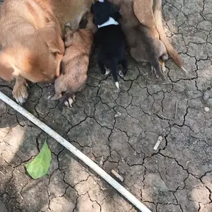 Dachshund+poodle pups, San Fernando