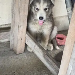 Husky Male, Charlieville
