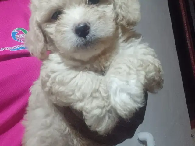 Maltipoo pups, Champs Fleurs