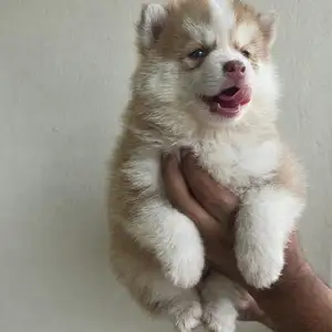 Female Husky, Chaguanas