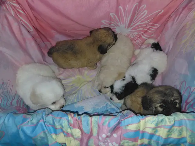 Pups, Fyzabad