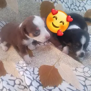 Sausage dog mixed with toy poodle, Couva