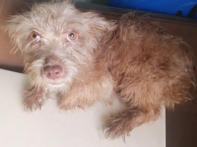 Maltipoo mix, Chaguanas