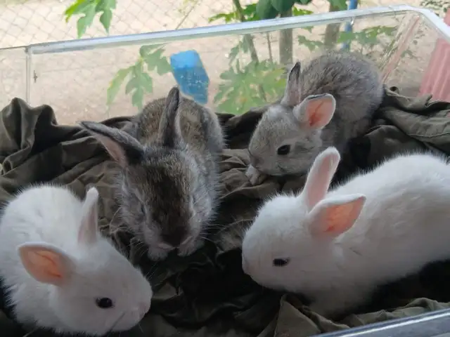 Baby angora rabbit, Fyzabad