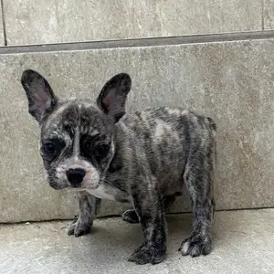 French Bulldog, Alyce Glen