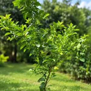 Rootandrind plants for your home citrus and indoor plants, Trincity
