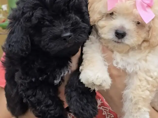 Bichonpoos Puppies, Arima