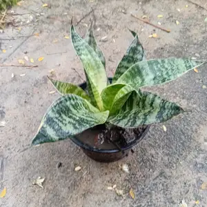 Plant, Trincity