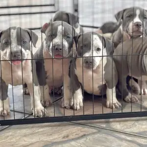 STANDARD AMERICAN BULLIES, Sangre Grande