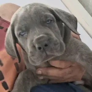 Cane Corso Puppies, Arima