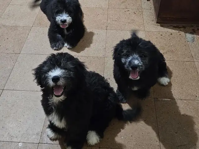Maltipoo puppies, Arima