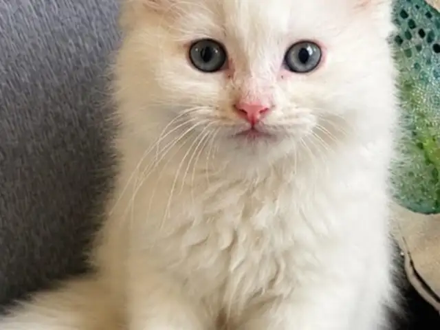 Adorable Persian Cutie, Cunupia