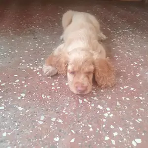 ENGLISH COCKER SPANIEL, St. James